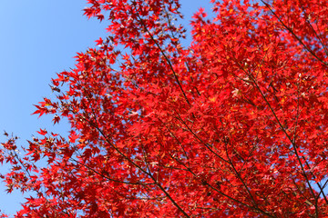 紅葉