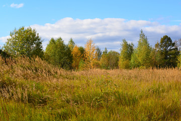 autumn landscape with deciduous trees and grass
