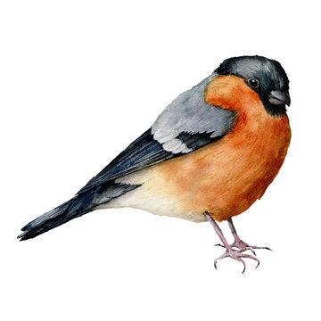 Watercolor bullfinch. Hand painted bird isolated on white background. Holiday nature illustration for design, print or background. Christmas clip art