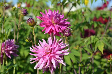 Fototapeta premium Bright pink Dahlias in a Dahlia field