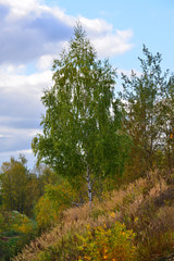 Fototapeta na wymiar Beautiful autumn landscape with Birch tree and grass