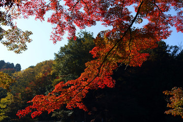 紅葉