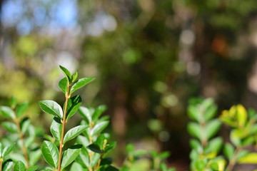 A close up of leaves on a bush