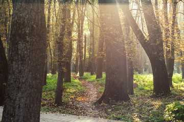 natural forest scenery landscape with park outdoor environment with ground small trail between trees and brown falling leaves, fresh morning sunny weather