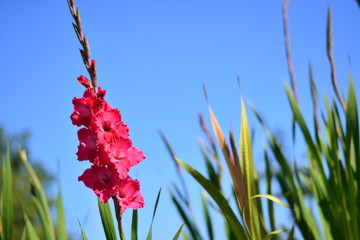 A pink Gladiola in a field