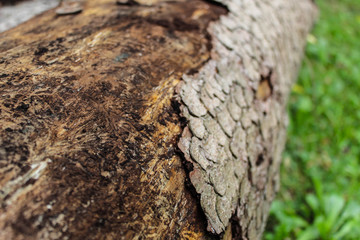 Rinde eines toten Baumes