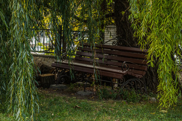 wooden bench background texture under green tree branches and leaves