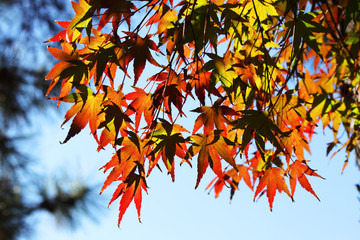 紅葉