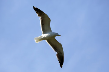 bird Seagull flying on blue background