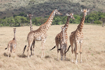 Family of different size giraffes in Kenya, Africa