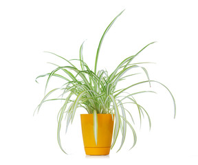 Flower chlorophytum in yellow pot isolated on white background. File contains a path to isolation.