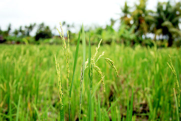 beautiful exotic rice field of Bali island, Indonesia
