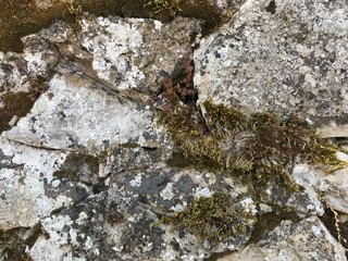 Pierres vieilles du mur ancien