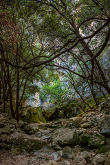 Urlaub, Mallorca, Palmen, Bananen, Wandern, Katze, Kitty, Tiere, Früchte