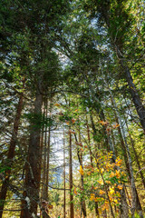 Mountain pine forest in the back light upwards