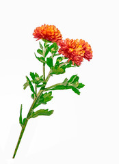 Colorful autumn flowers of chrysanthemum