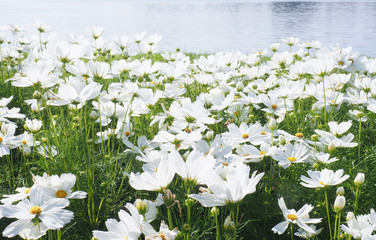 White cosmos flowers field.