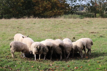 fluufy woolen coats .sheep in a field tagged for ownership