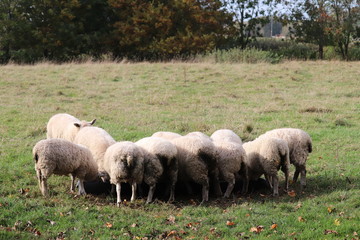 Obraz na płótnie Canvas fluufy woolen coats .sheep in a field tagged for ownership