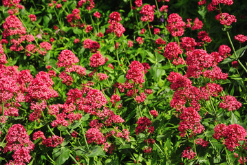 Flowers Red Valerian (Centranthus ruber) in the garden