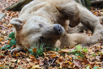 Ein Braunbär in einen Tierschutzzentrums der Vier Pfoten in Arbesbach im Waldviertel Niederösterreichs, Österreich