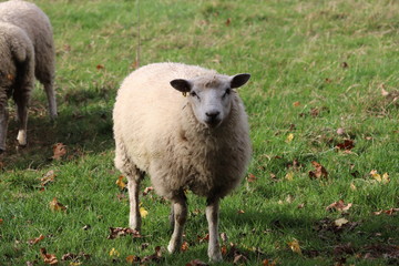 Fototapeta premium fluufy woolen coats .sheep in a field tagged for ownership
