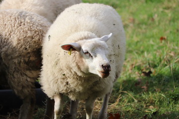 fluufy woolen coats .sheep in a field tagged for ownership