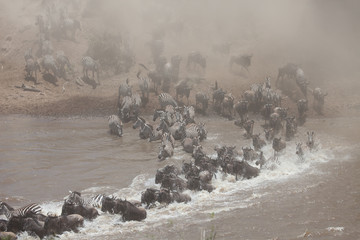 Stampede of wildebeest and zebra crossing the river in the Great Migration of Serengeti © DaiMar