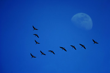 The Moon