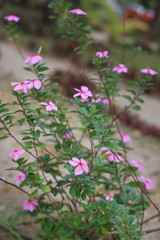 beautiful flowers bloom in the garden