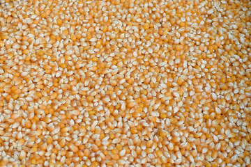 corn kernels background