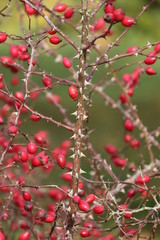 red berries on a hawthorn bush