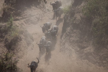 Stampede of wildebeest and zebra crossing the river in the Great Migration of Serengeti