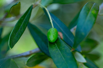 Olive auf einem Blatt