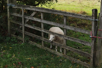 Obraz premium fluufy woolen coats .sheep in a field tagged for ownership