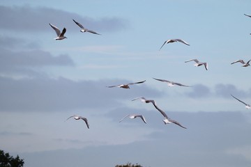 flock of gulls flying high in the deep blue sky