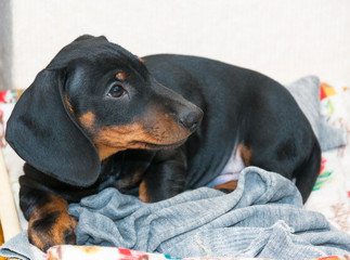 Portrait of three-month puppy of black and tan dachshund
