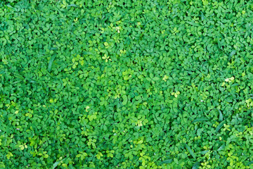 Green grass (small leaf) background texture. Green lawn texture background. top view.