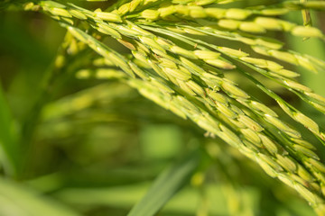 Closeup of rice paddy in Thailand farm. Organic food and main food of Asian people.