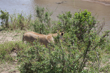 Powerful lion stalking near the camera