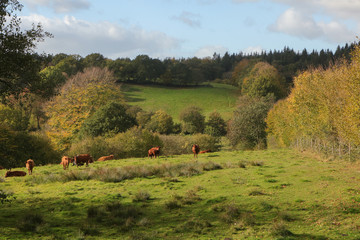 Hügel, Kühe,  Knick, Landschaft, Naturpark Hüttener Berge