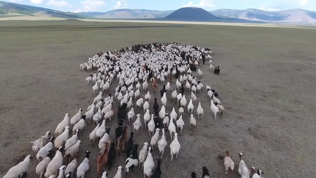 Aerial drone shot of a herd of sheep in endless landscape Mongolia 