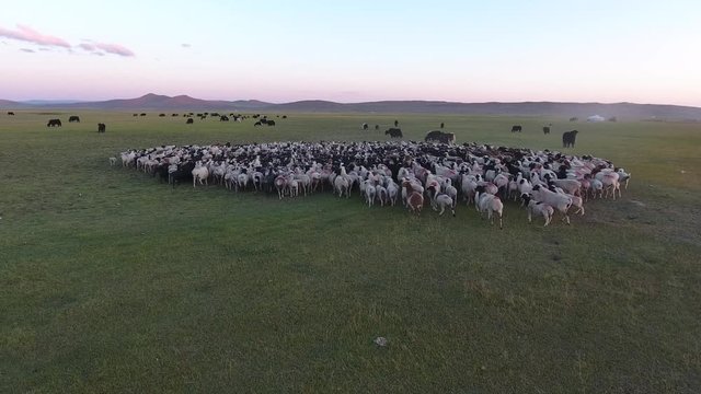 Aerial drone shot big herd of sheep and yack in Mongolia