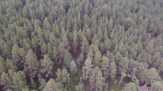 Aerial drone shot over mongolian forest 
