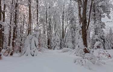 The trees in the winter forest are densely covered with fresh, loose snow. winter forest after heavy snowfall. The winter forest in the Carpathians is covered with a thick layer of loose snow