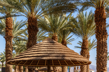 Umbrella of reeds and palm trees on the beach