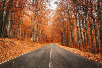 Naklejka na ściany i meble Autumn forest road
