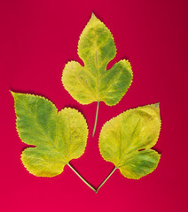 three yellow leaves of a mulberry on a red background