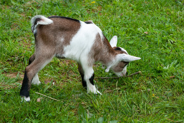 Ziege Nachwuchs jung