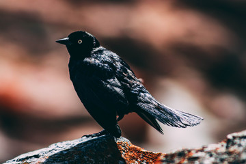 bird on branch